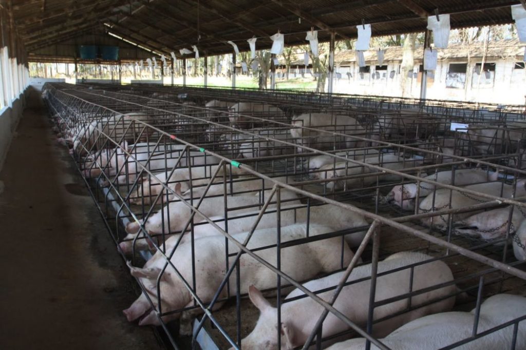 LA CARNE DE CERDO, NI DAÑINA NI GRASOSA, ASEGURA LA UNAM