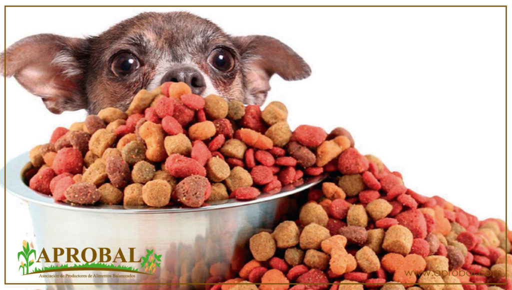 Alimentos con proteína para perros