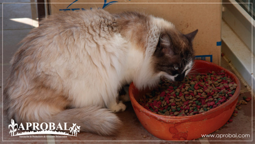 CONOCE CÓMO ALIMENTAR DE FORMA ADECUADA A TUS MASCOTAS