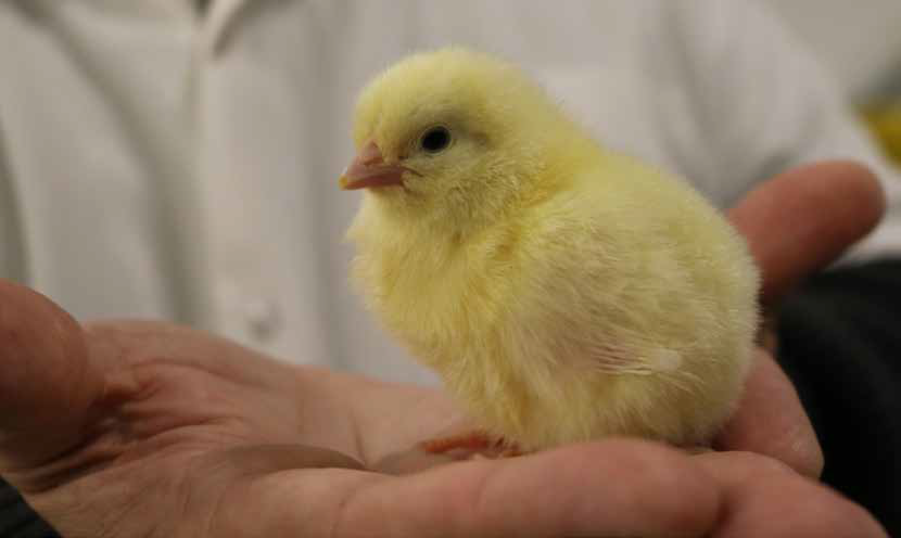 MANEJO DE LAS REPRODUCTORAS PARA MEJORAR FERTILIDAD Y CALIDAD DE POLLITO