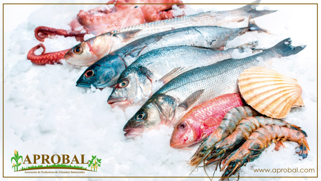 EL PESCADO, IMPRESCINDIBLE EN LA DIETA