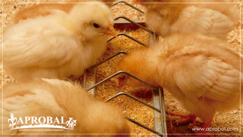 PREFERENCIAS DEL CONSUMIDOR Y CREENCIAS SOBRE POLLO DE CRECIMIENTO LENTO