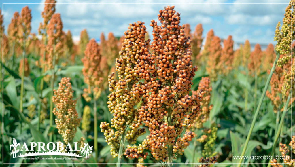 EL SORGO GENERA EXPECTATIVAS EN SANTA ELENA