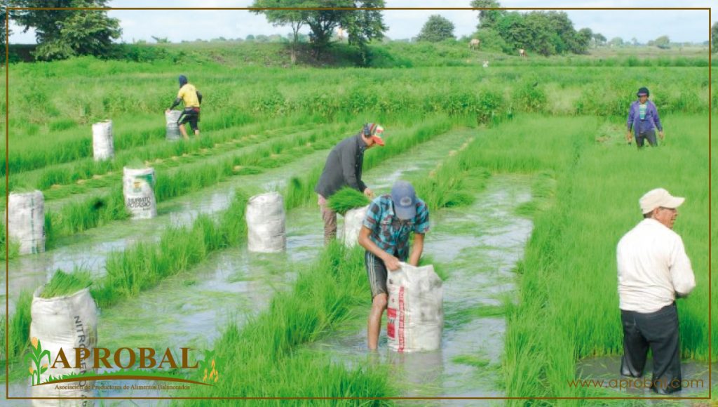 CONVENIO IMPULSA INVESTIGACIÓN DEL ARROZ EN SAMBORONDÓN, PROVINCIA DEL GUAYAS