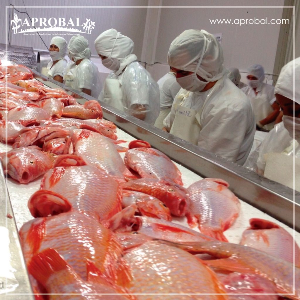 EL CONSUMO DE LA TILAPIA, MÁS ECONÓMICA QUE LA CARNE, CRECE EN ECUADOR