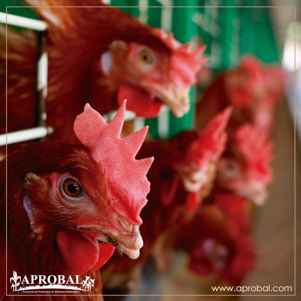 ENFOQUE DE LA CUMBRE AVÍCOLA LATINOAMERICANA EN LA PRODUCCIÓN Y EL PROCESAMIENTO DE POLLOS PARRILLEROS Y GALLINAS PONEDORAS.