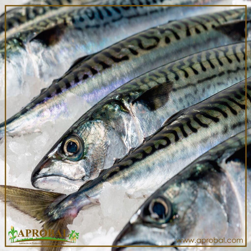 EL CALENTAMIENTO DE LOS OCÉANOS PODRÍA DEJARNOS SIN PECES PARA COMER
