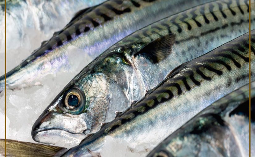 EL CALENTAMIENTO DE LOS OCÉANOS PODRÍA DEJARNOS SIN PECES PARA COMER