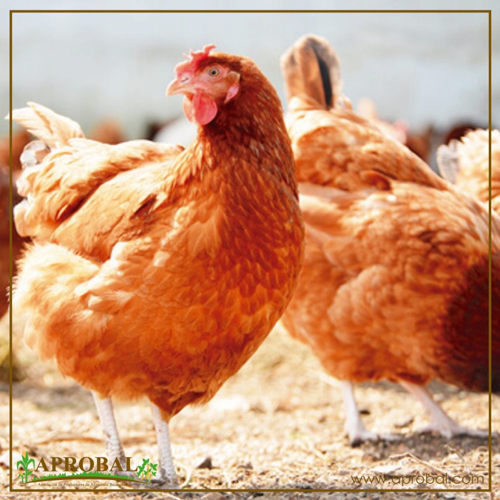 OPTIMIZACIÓN DEL SUMINISTRO MINERAL EN POLLOS DE ENGORDE