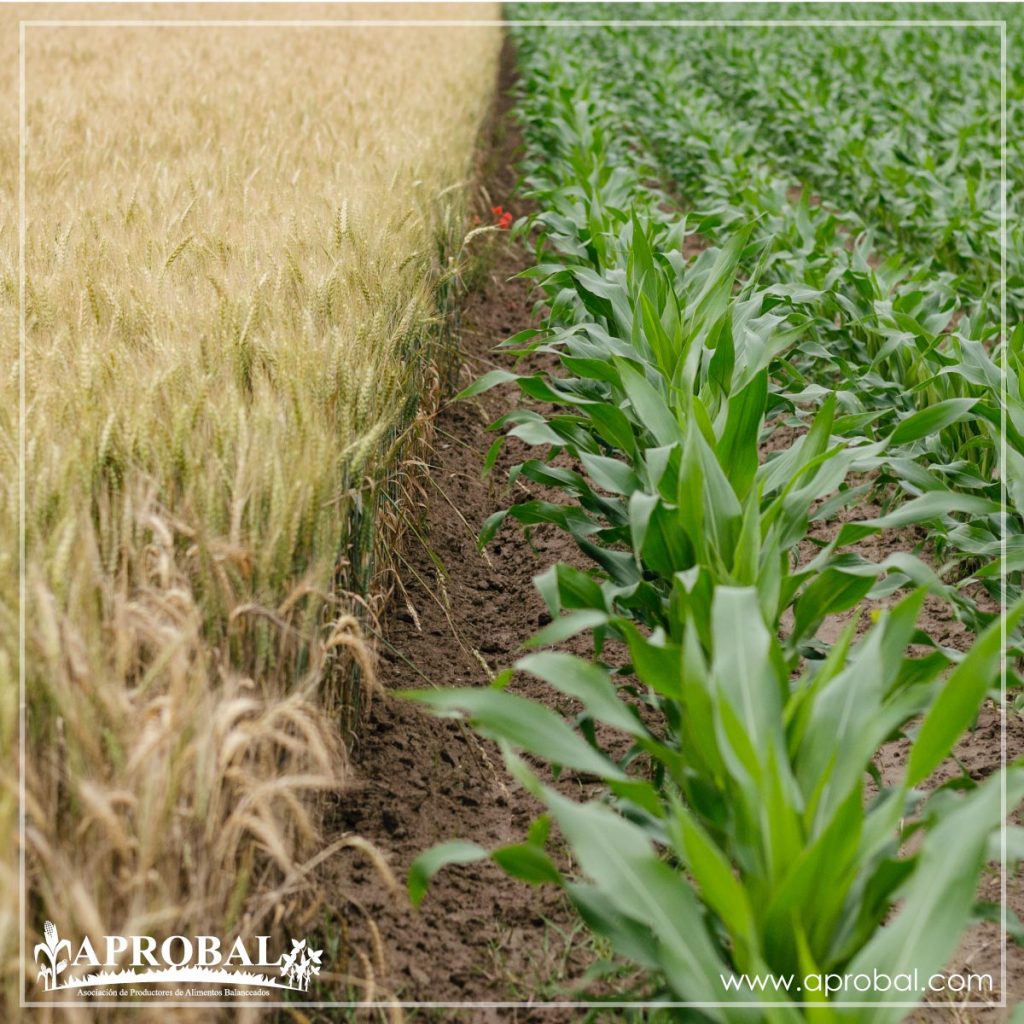 LA PRODUCTIVIDAD AGRÍCOLA MÁS ALLÁ DEL RENDIMIENTO POR HECTÁREA: ANÁLISIS DE LOS CULTIVOS DE ARROZ Y MAÍZ DURO EN ECUADOR