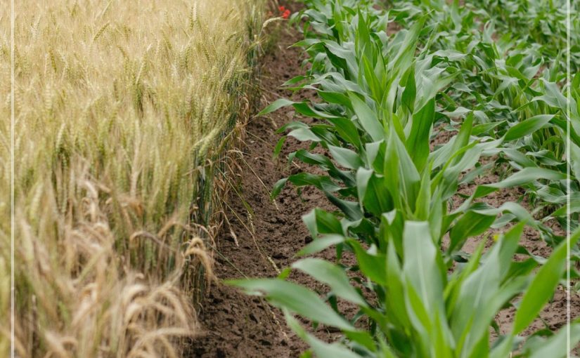 LA PRODUCTIVIDAD AGRÍCOLA MÁS ALLÁ DEL RENDIMIENTO POR HECTÁREA: ANÁLISIS DE LOS CULTIVOS DE ARROZ Y MAÍZ DURO EN ECUADOR