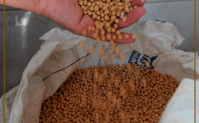POR QUÉ LA SOYA ES LA LEGUMINOSA MÁS APETECIDA EN EL MUNDO Y CUÁL ES SU IMPACTO AMBIENTAL