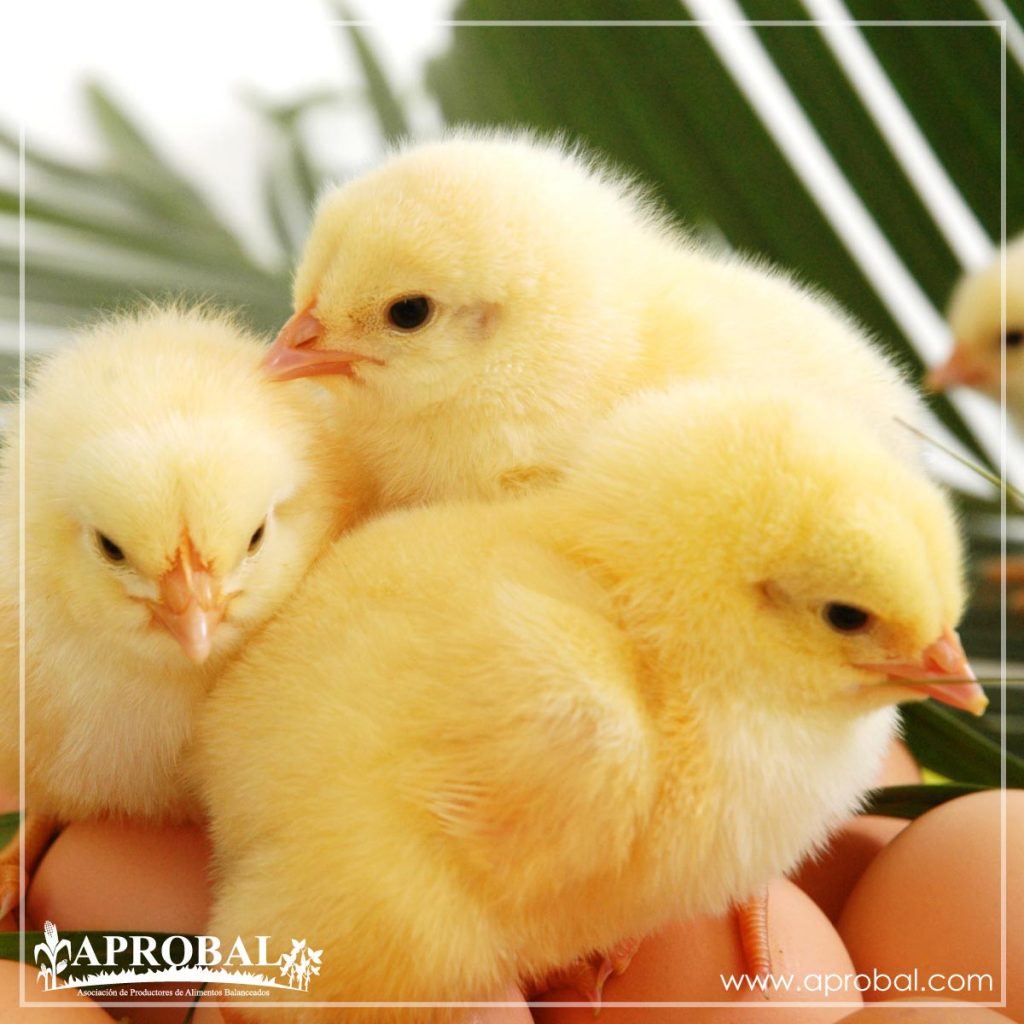 OPTIMIZANDO EL RENDIMIENTO DE REPRODUCTORA Y POLLO DE ENGORDE – ESTRATEGIA ESENCIAL DE AVIAGEN EN ECUADOR