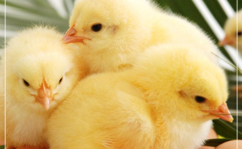 OPTIMIZANDO EL RENDIMIENTO DE REPRODUCTORA Y POLLO DE ENGORDE – ESTRATEGIA ESENCIAL DE AVIAGEN EN ECUADOR