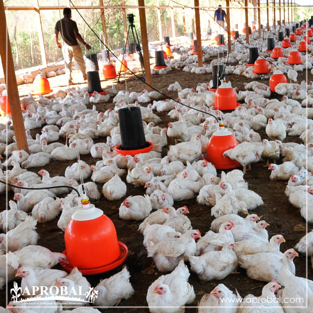 INSTITUTO LATINOAMERICANO DEL POLLO: PREVÉ CRECIMIENTO DE 2,3% EN LA REGIÓN