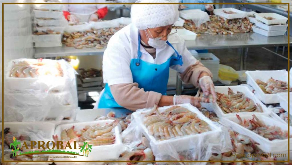 EL CAMARÓN ECUATORIANO CUIDA SU TRAZABILIDAD A NIVEL GLOBAL
