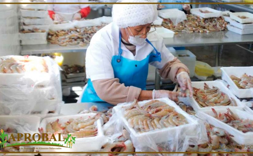 EL CAMARÓN ECUATORIANO CUIDA SU TRAZABILIDAD A NIVEL GLOBAL