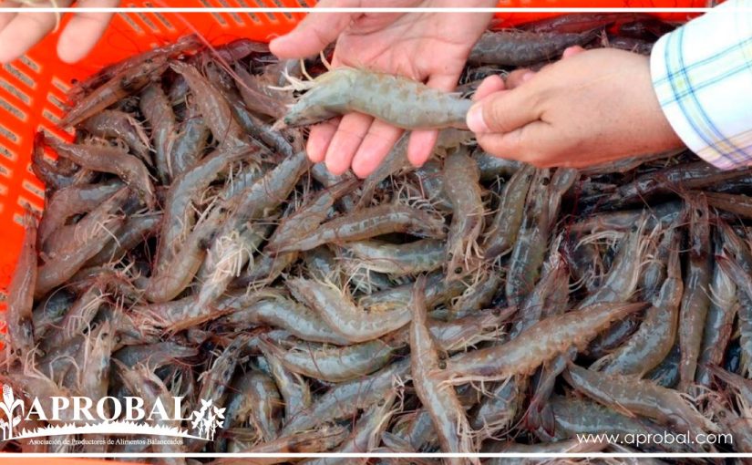 ECUADOR REINICIA VENTAS DE CAMARÓN A BRASIL