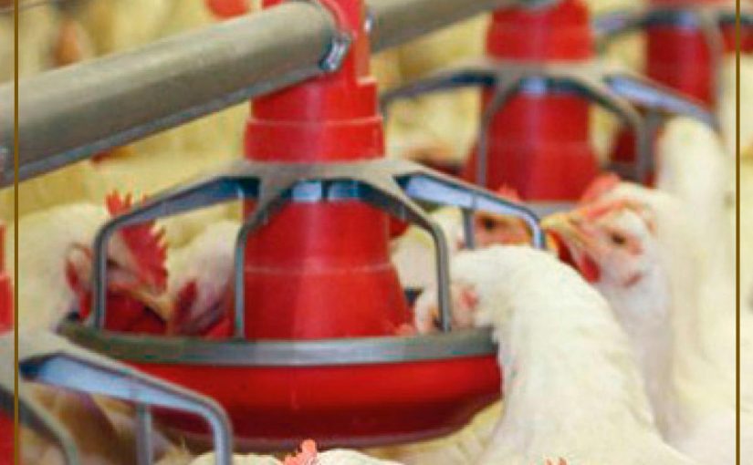 LA PROTEÍNA AVÍCOLA PUEDE CONVERTIRSE EN LA MÁS CONSUMIDA DEL MUNDO EN 2019