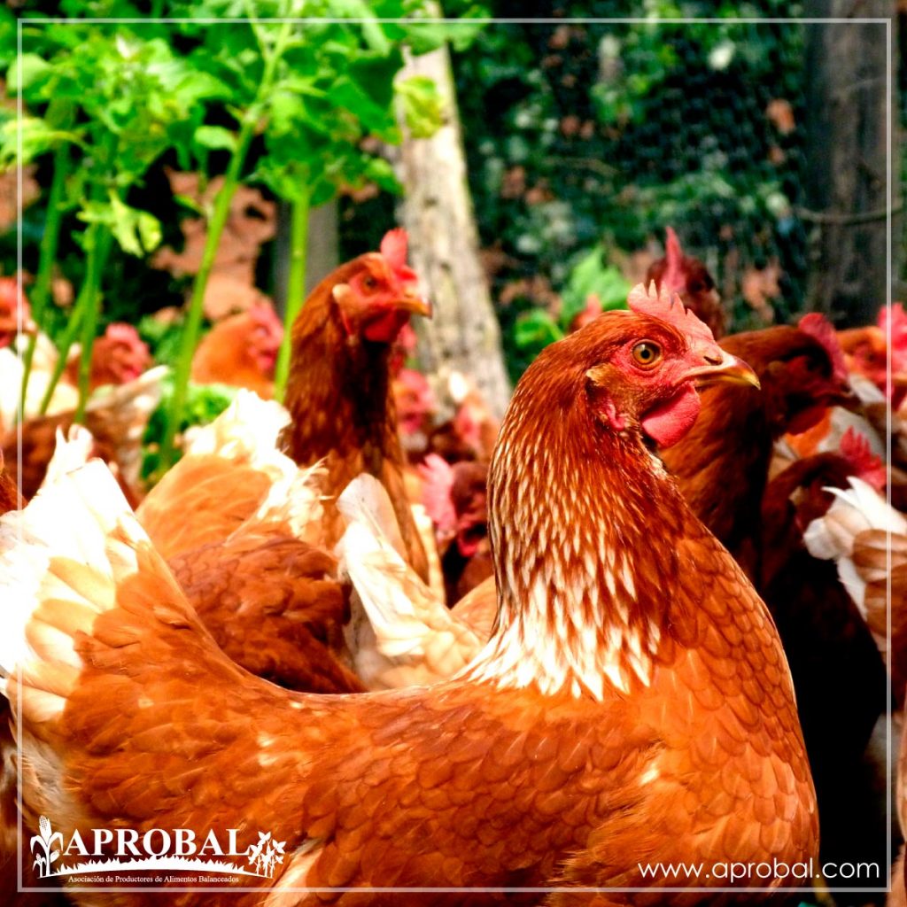 INVESTIGACIÓN DE LA UCR PROPONE PASTOREO DE GALLINAS PARA MEJORAR PRODUCCIÓN DE HUEVOS