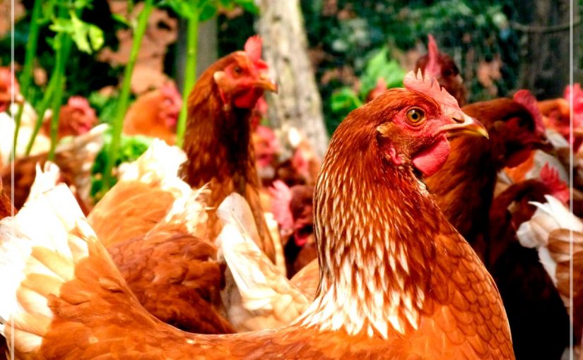 INVESTIGACIÓN DE LA UCR PROPONE PASTOREO DE GALLINAS PARA MEJORAR PRODUCCIÓN DE HUEVOS