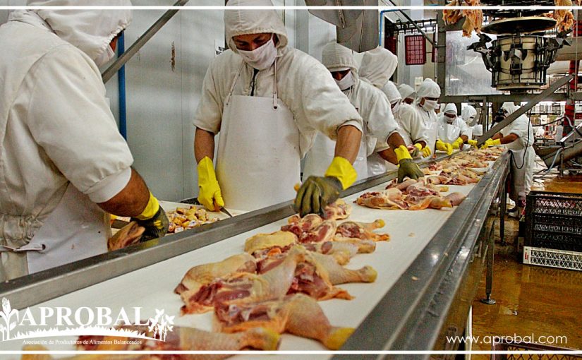 100 M. RÉCORD HISTÓRICO PARA EL POLLO