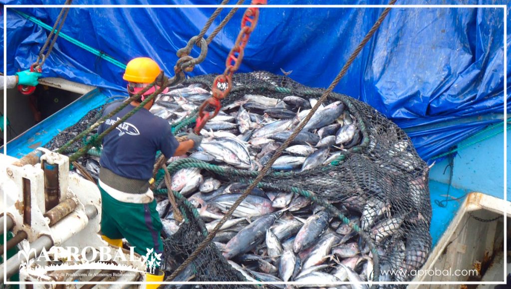 EL ATÚN REPRESENTA EL 5% DEL PIB DEL ECUADOR