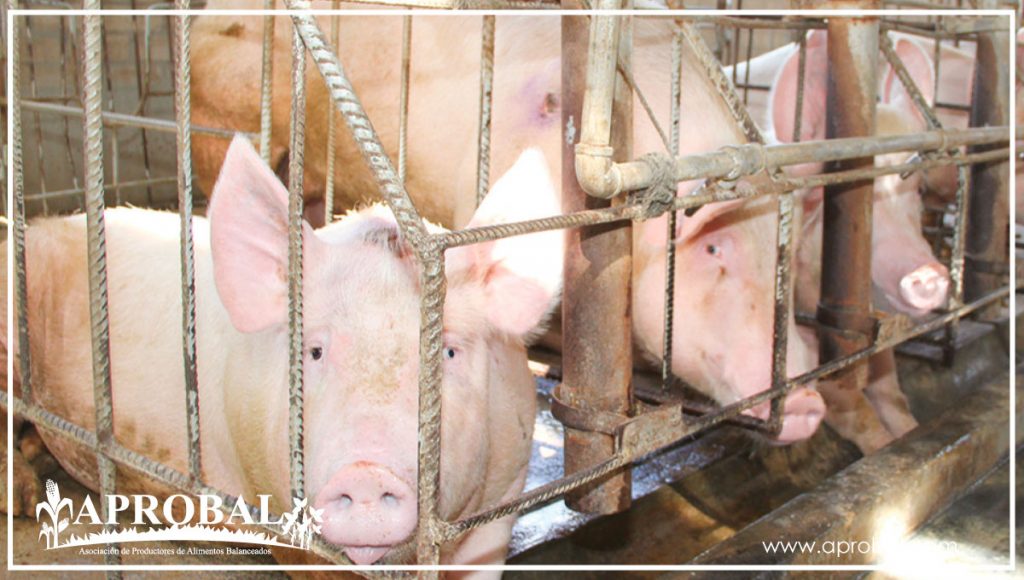 CONTROL DE MOSCAS EN LA PRODUCCIÓN PORCINA – PRÁCTICA CLAVE PARA REDUCIR LAS ENFERMEDADES