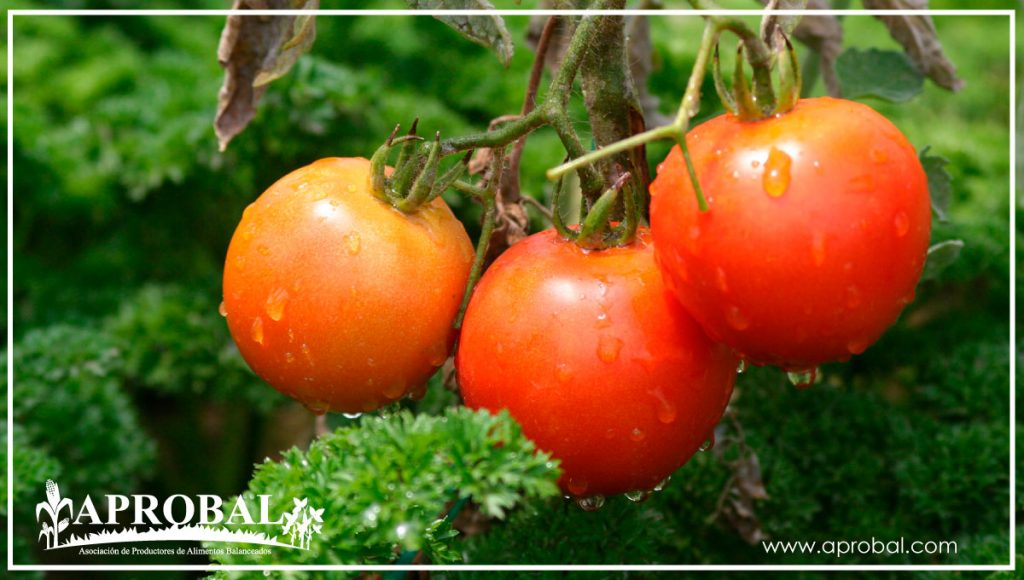 ECUADOR IMPULSA UNA PRODUCCIÓN SALUDABLE