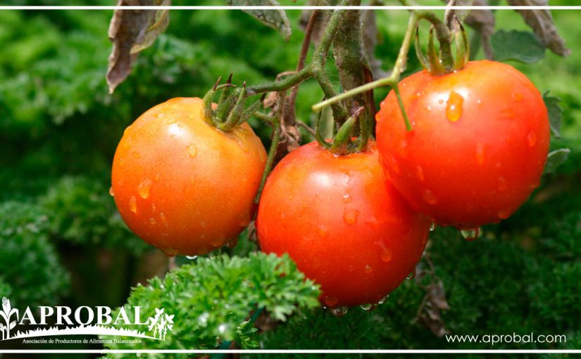 ECUADOR IMPULSA UNA PRODUCCIÓN SALUDABLE