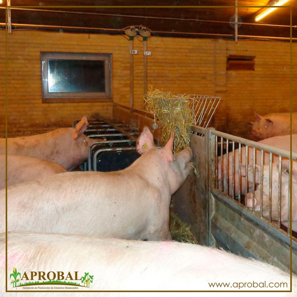 LA SOBREALIMENTACIÓN: ¿AFECTA EL DESEMPEÑO REPRODUCTIVO EN CERDAS?