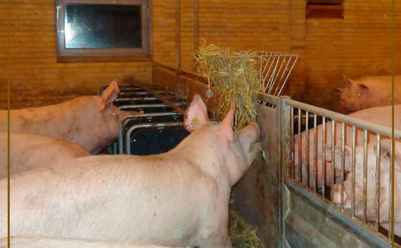 LA SOBREALIMENTACIÓN: ¿AFECTA EL DESEMPEÑO REPRODUCTIVO EN CERDAS?