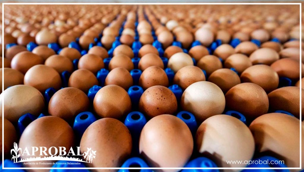 ¿ES SEGURO DEJAR LOS HUEVOS EN EL MOSTRADOR?