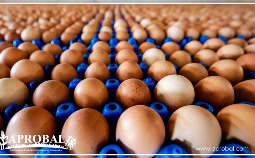 ¿ES SEGURO DEJAR LOS HUEVOS EN EL MOSTRADOR?