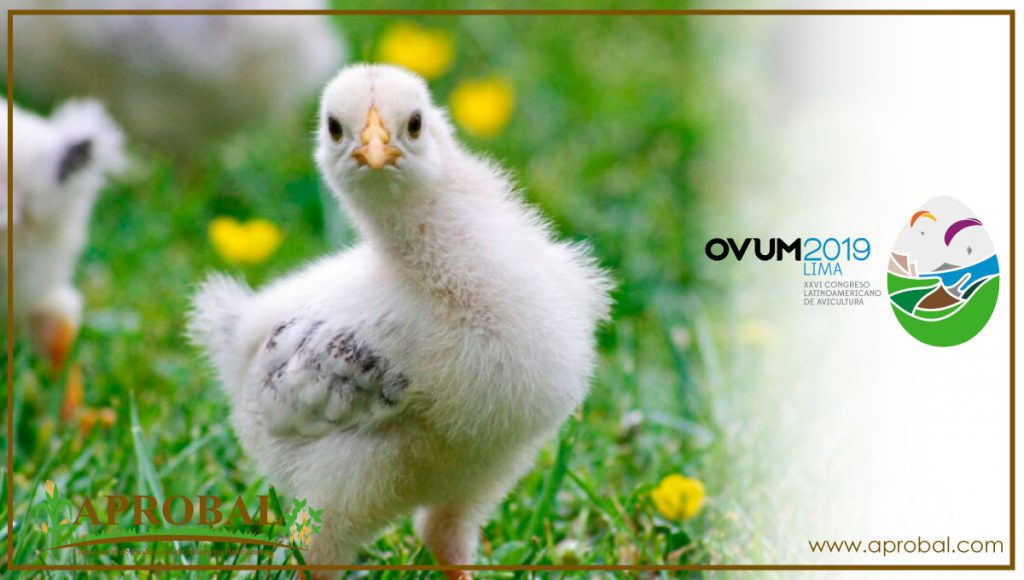 OVUM 2019: NUEVAS IDEAS PARA LA AVICULTURA LATINOAMERICANA