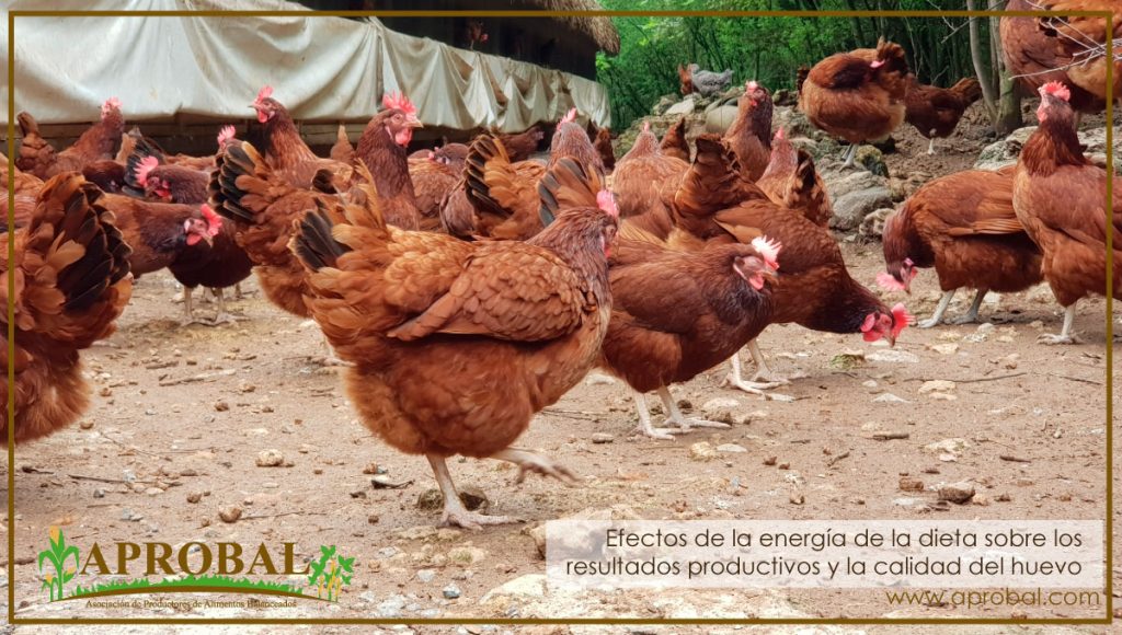 EFECTOS DE LA ENERGÍA DE LA DIETA SOBRE LOS RESULTADOS PRODUCTIVOS Y LA CALIDAD DEL HUEVO DE LAS GALLINAS DE PESOS DIFERENTES