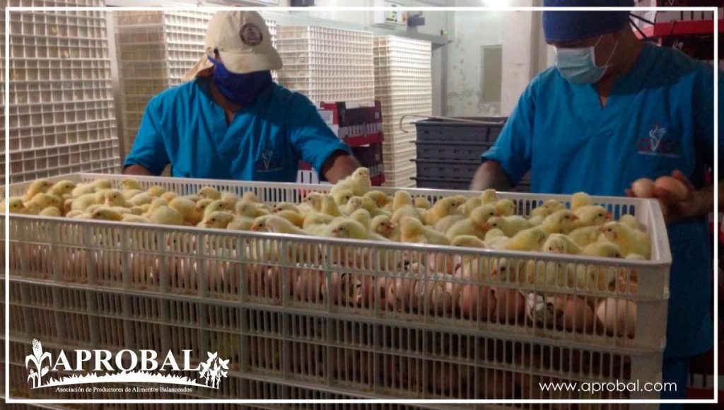 AVICULTORES DISPUESTOS A TRABAJAR JUNTOS