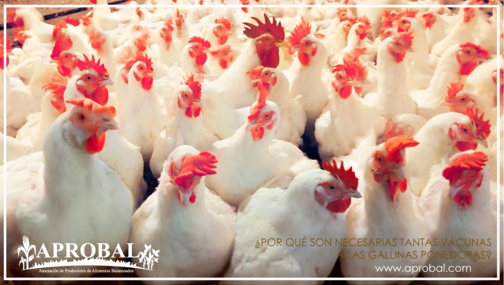 ¿POR QUÉ SON NECESARIAS TANTAS VACUNAS A LAS GALLINAS PONEDORAS?