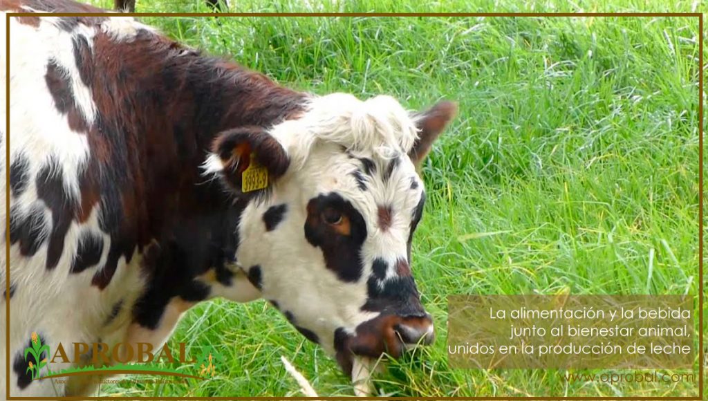 LA ALIMENTACIÓN Y LA BEBIDA JUNTO AL BIENESTAR ANIMAL, UNIDOS EN LA PRODUCCIÓN DE LECHE
