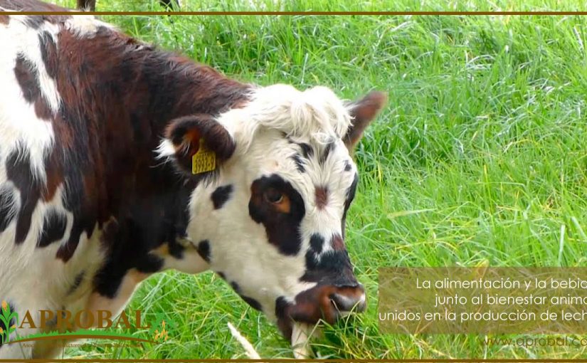 LA ALIMENTACIÓN Y LA BEBIDA JUNTO AL BIENESTAR ANIMAL, UNIDOS EN LA PRODUCCIÓN DE LECHE