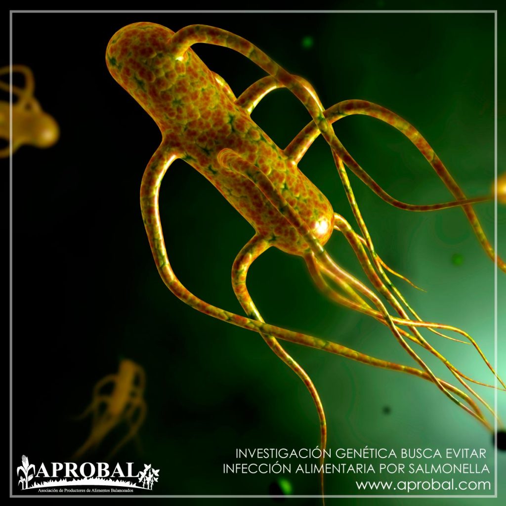 INVESTIGACIÓN GENÉTICA BUSCA EVITAR INFECCIÓN ALIMENTARIA POR SALMONELLA