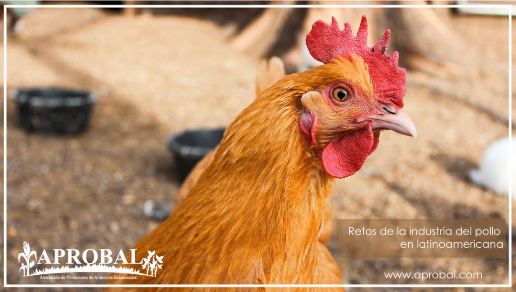 RETOS DE LA INDUSTRIA DEL POLLO LATINOAMERICANA