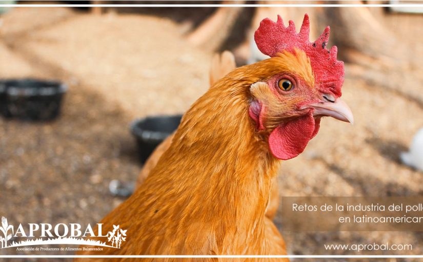 RETOS DE LA INDUSTRIA DEL POLLO LATINOAMERICANA