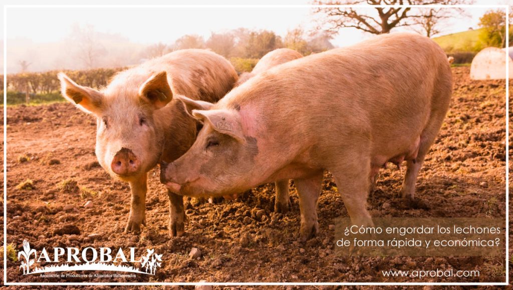 ¿CÓMO ENGORDAR LOS LECHONES DE FORMA RÁPIDA Y ECONÓMICA?