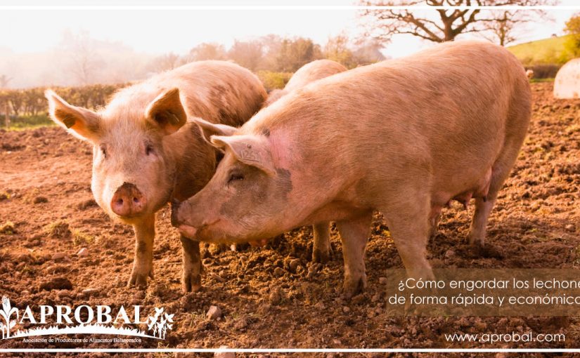 ¿CÓMO ENGORDAR LOS LECHONES DE FORMA RÁPIDA Y ECONÓMICA?