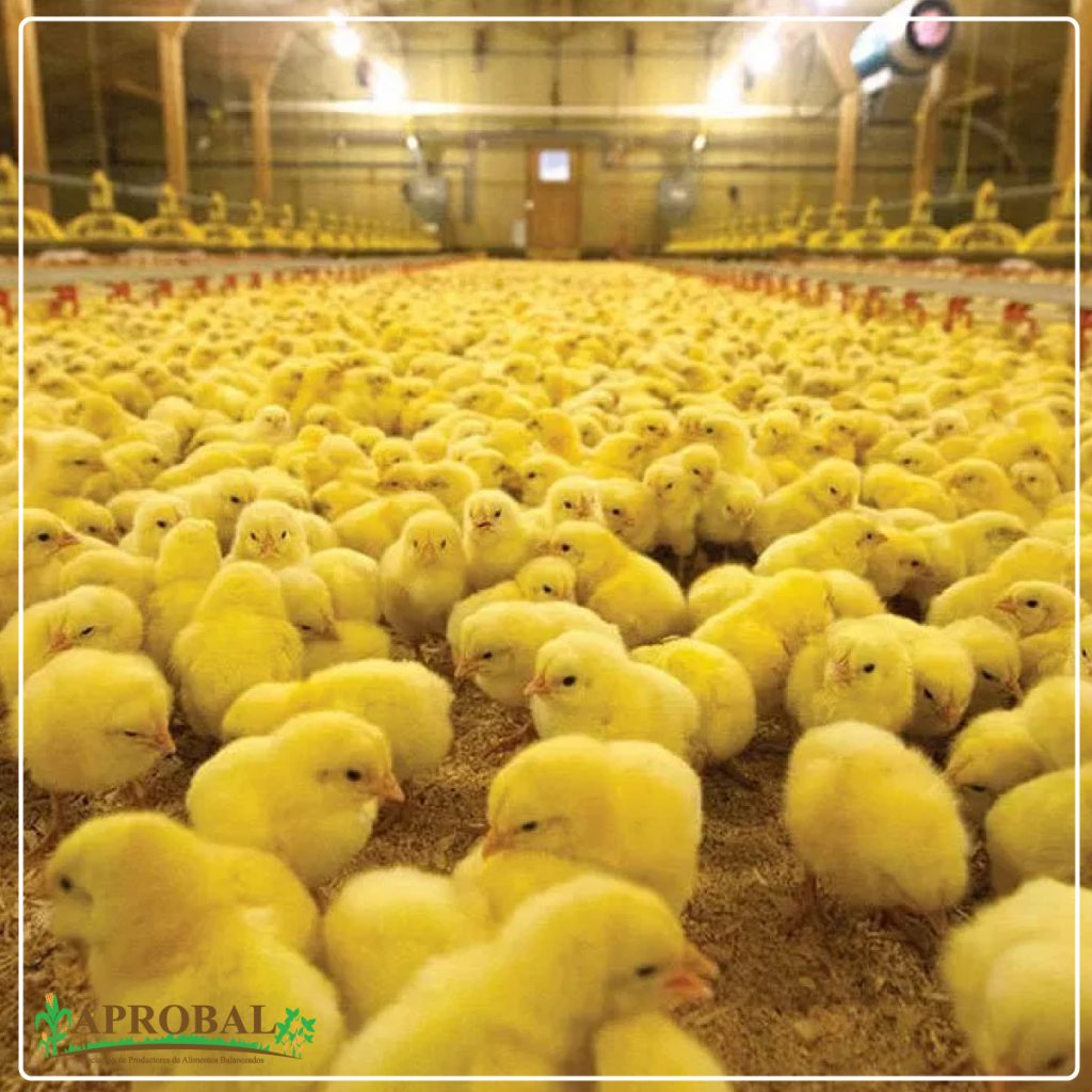 DIETA SUPLEMENTADA CON LISOFOSFOLÍPIDOS: EFECTO SOBRE POLLOS DE ENGORDE