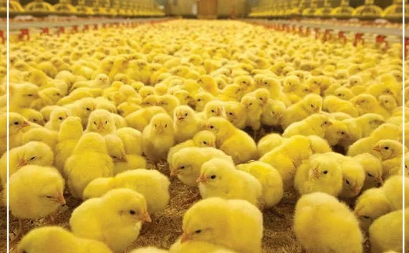 DIETA SUPLEMENTADA CON LISOFOSFOLÍPIDOS: EFECTO SOBRE POLLOS DE ENGORDE