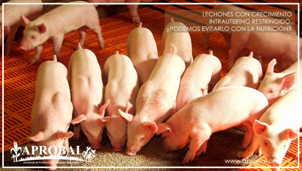 LECHONES CON CRECIMIENTO INTRAUTERINO RESTRINGIDO – ¿PODEMOS EVITARLO CON LA NUTRICIÓN?
