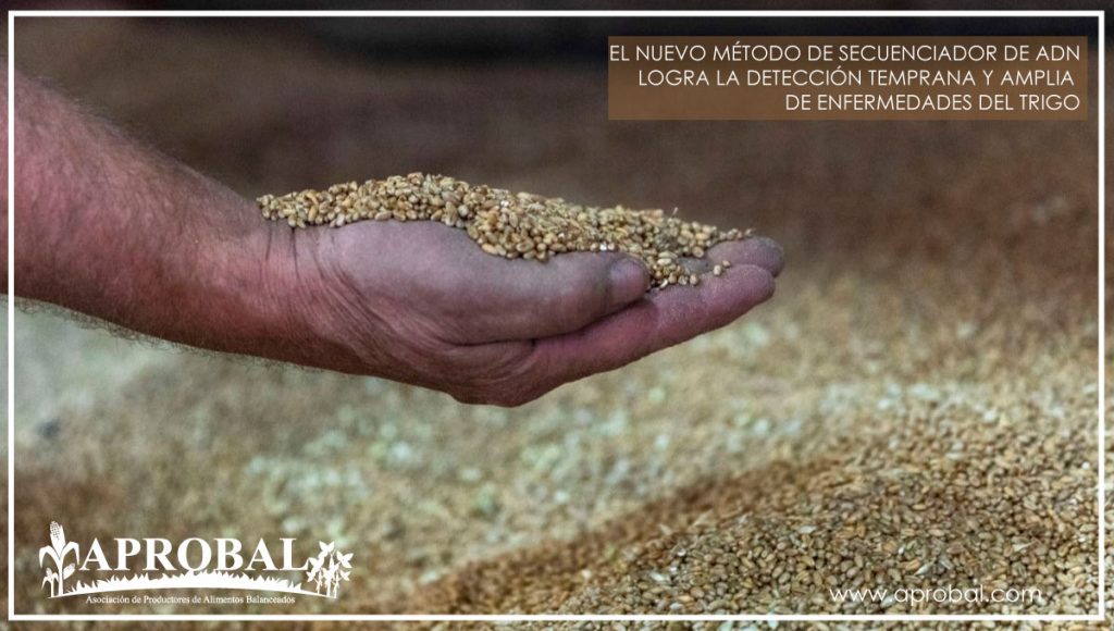 EL NUEVO MÉTODO DE SECUENCIADOR DE ADN LOGRA LA DETECCIÓN TEMPRANA Y AMPLIA DE ENFERMEDADES DEL TRIGO