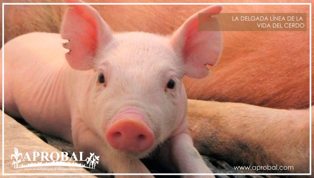 LA DELGADA LÍNEA DE LA VIDA DEL CERDO (DURANTE SU CRECIMIENTO)